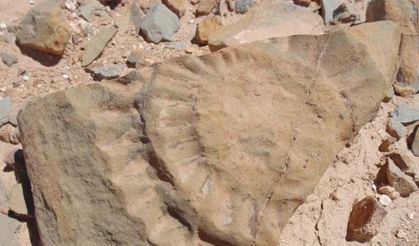 Şili'de 160 milyon yıl önceye ait 'uçan ejderha' fosili bulundu