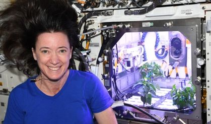 Uzayda biber fideleri çiçek açtı! Astronotlar kendi yiyeceklerini yetiştirebilecek