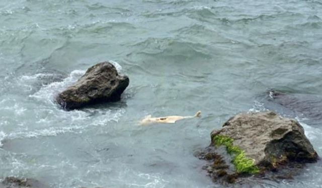 Zonguldak'ta yunus ölüsü kıyıya vurdu