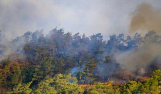 Marmaris'te çıkan orman yangınında acı gerçek hava aydınlanınca ortaya çıktı! Koca orman kül oldu