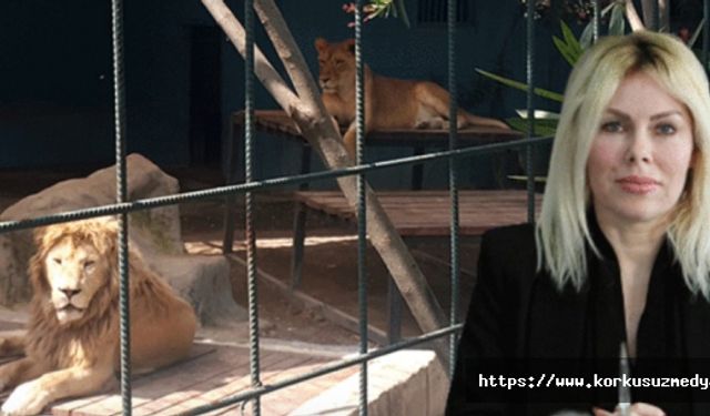 Antalya'da korkunç olay! Kafese giren aileye aslan saldırdı, çocuğun kafa derisi koptu