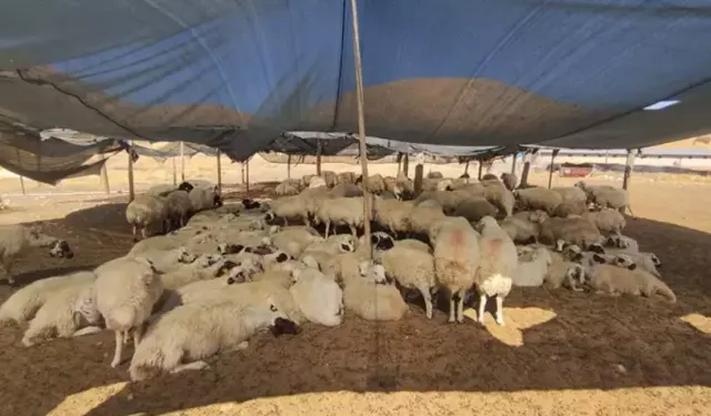 Çiftçiler 40 Bin Lira Maaşla Çoban Bulamıyor.