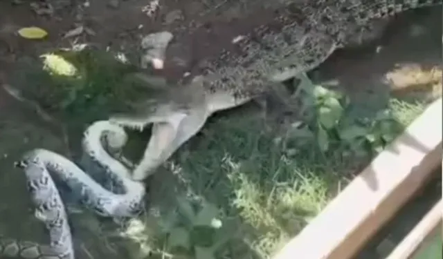 Timsah ve piton yılanının kavgası kamerada: Parçalayarak ikiye ayırdı