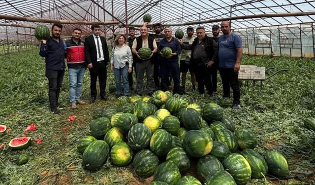 Antalya’da örtü altı karpuz üretimi hasat olgunluğuna ulaştı