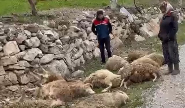 Denizli'de kurtların saldırısı köylüyü perişan etti! 600 bin TL’lik zarar!