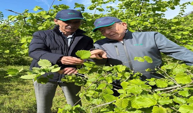 Fındık, yağan kar ve yaşanan don sonrası doğal afet yaşadı