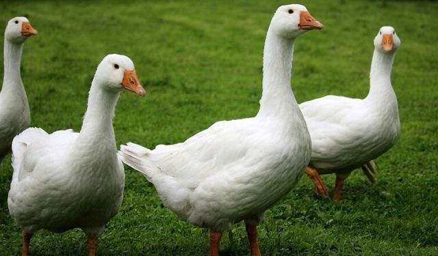 Kanada ordusunda kazlar karargâhı ele geçirdi
