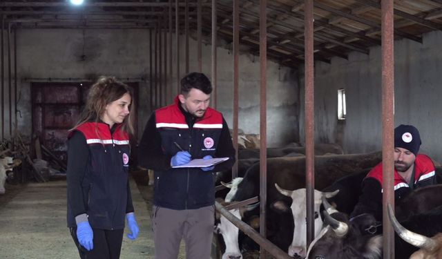 Kars'ta aşılama çalışmaları aralıksız sürüyor