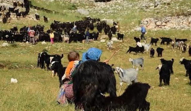 Antalya'da serin diyarlara göç: Yörükler yayla yolunda