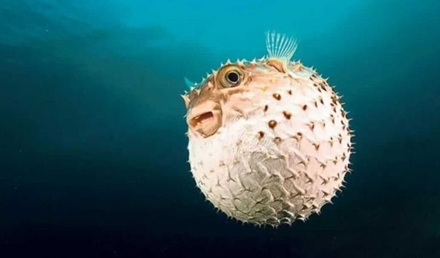 Balon balığı avcılığına verilen destek artırıldı: Kilit türde fiyat yüzde 40 yükseldi