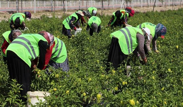 Binlerce yıllık ata tohumları Karatay'da hayat buluyor
