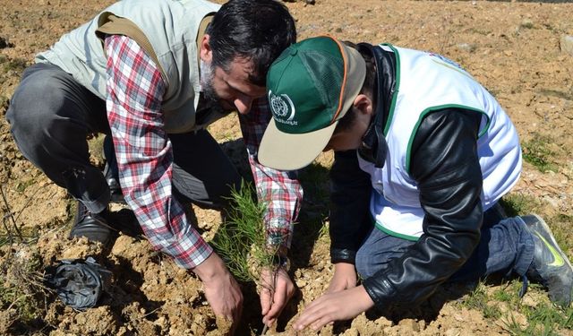İHH yetimler için 160 bin fidan dikti
