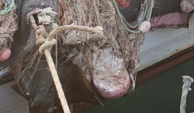 İzmir’de su ürünleri denetimlerinde ceza yağdı