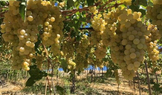 Kaş’ın ilk tescilli ürünü Margaz üzümü oldu