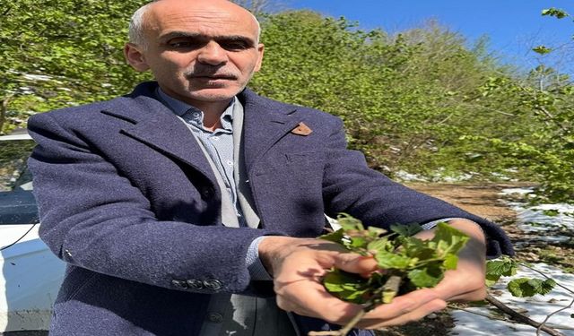 Nurittin Karan: Fındık üretim rekoltesi 450 bin tonu geçmez