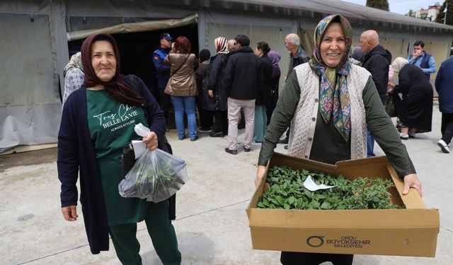 Ordu Büyükşehir Belediyesi'nin fide dağıtımına üreticilerden yoğun ilgi