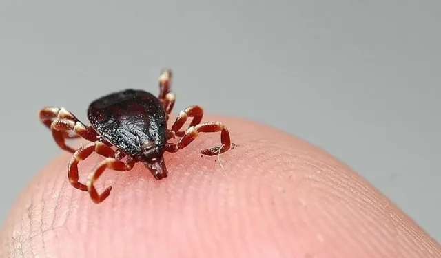 Sivas'ta KKKA alarmı: 6 kişinin tedavisi sürüyor