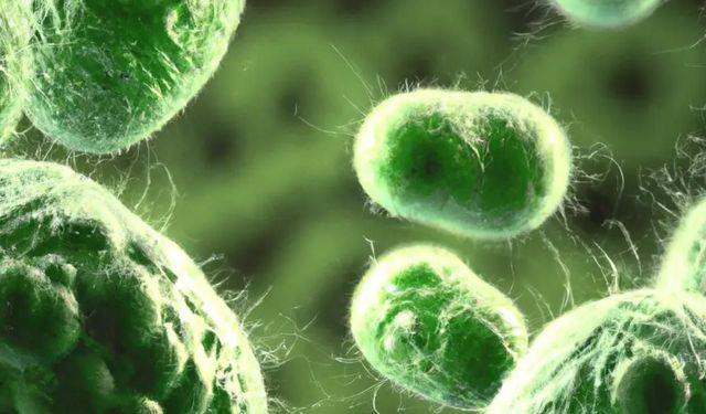 Süper bakteriye karşı umut: Yeni antibiyotik insan denemelerinde son aşamaya geçti