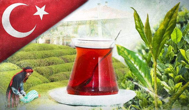 Tarım ve Orman Bakanlığı 2025 yaş çay alım fiyatını açıkladı