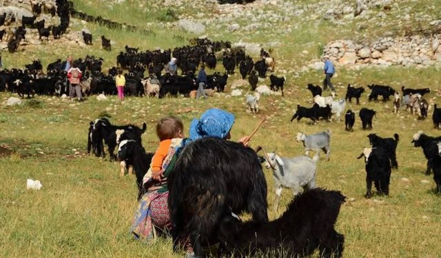 Yörükler yayla yolunda: Sıcaklardan kaçış başladı