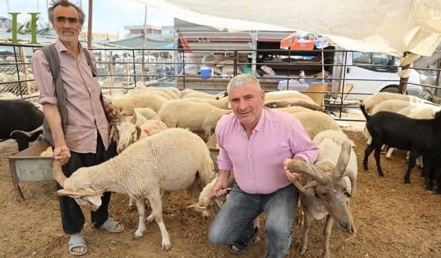 Adana’da 4 boynuzlu koçlar görenleri şaşırtıyor!