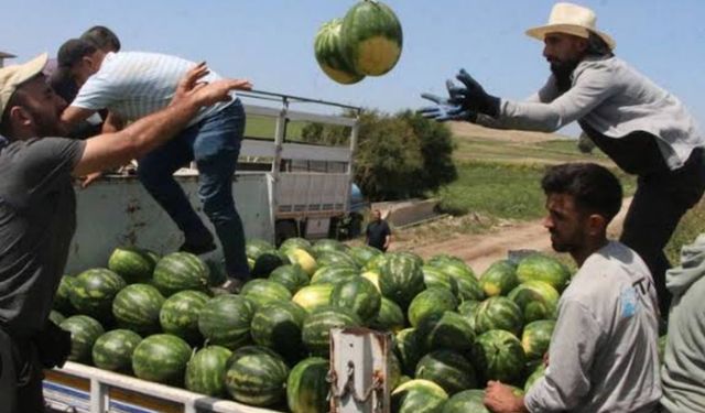 Batman karpuzu tezgâhlarda: Fiyatlar düşüyor, lezzet zirvede