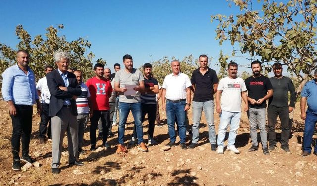Batman’da Siirt Antep Fıstığına bilimsel takip