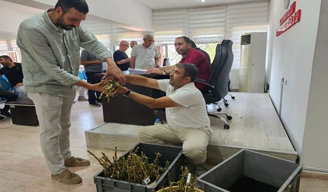 Batmanlı fıstık üreticilerine verim artıracak aşı desteği!