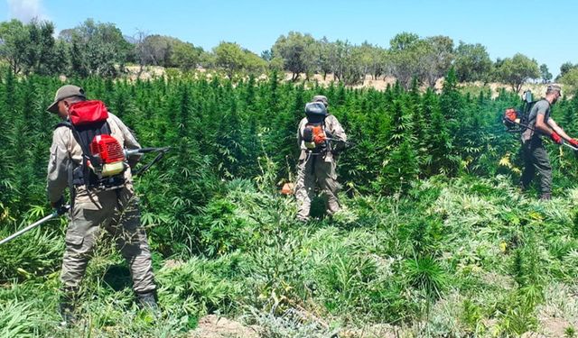 Diyarbakır'da dev uyuşturucu operasyonu: 12 milyon kök kenevir ele geçirildi, 22 tutuklama
