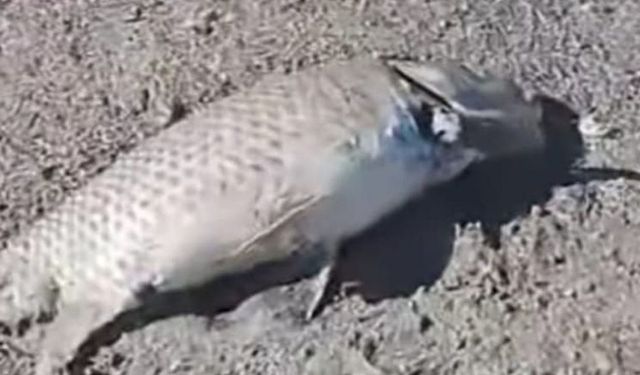 Eğirdir Gölü’nde balık ölümleri devam ediyor