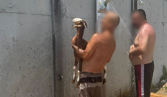 Keçiyle denize girdi!