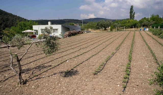 Kurbanlık hayvanların atıkları Bornova'da toprağa can oluyor