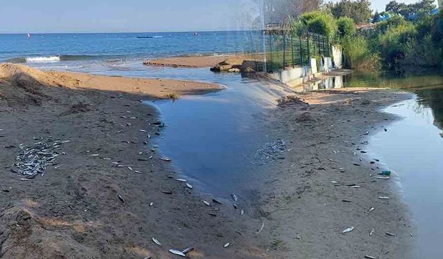 Manavgat'ta acısu kanalında toplu balık ölümleri: Kimyasal atık şüphesi