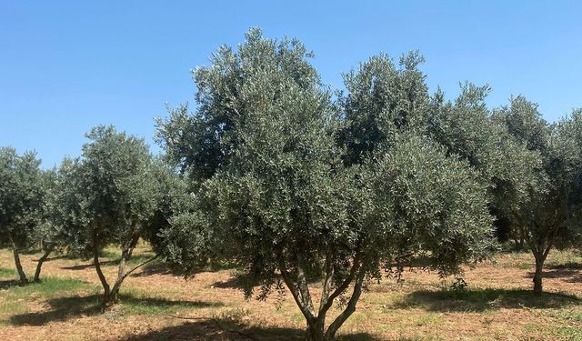 Milas’ta "Zeytinciliği Geliştirme Projesi" tüm hızıyla devam ediyor