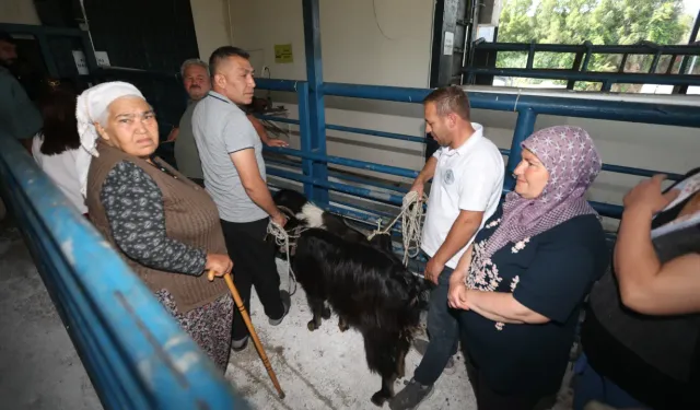 Muğla Büyükşehir mezbahaları bayramda tam kapasite çalıştı