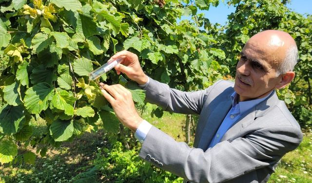 2025 Serbest Piyasa Fındık Fiyatını TMO Belirleyecek