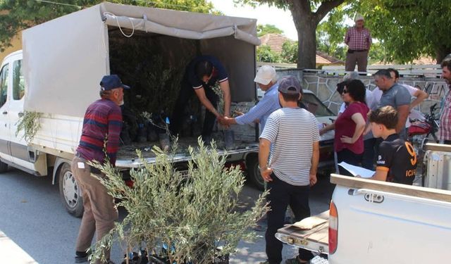 Antalya Büyükşehir Belediyesi'nden 19 ilçeye 40 bin zeytin fidanı desteği