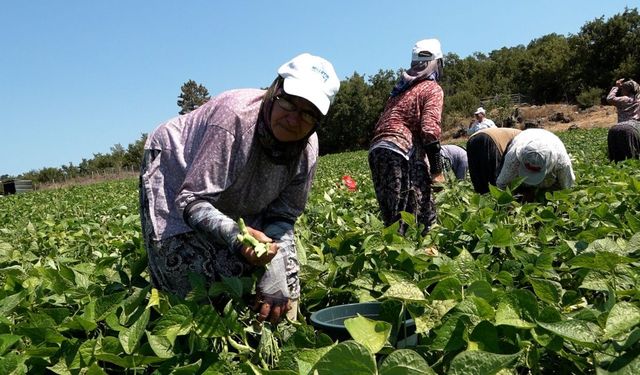 Balıkesir Büyükşehir'in dağıttığı tohumlar toprakla buluştu, verim çiftçinin yüzünü güldürdü