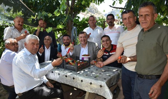 Eğirdir‘de topraksız toprakla çilek hasadı başladı
