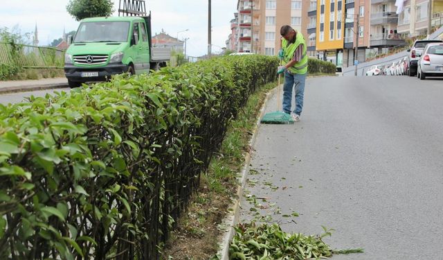 Giresun Belediyesi yeşili koruyor