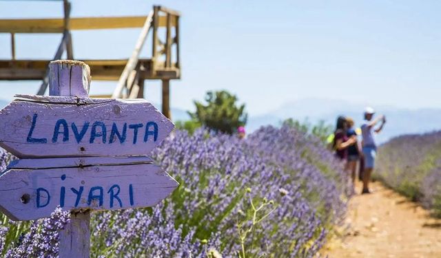 Lavanta kokulu başarı: Türkiye’nin mor altını Isparta’dan yükseliyor