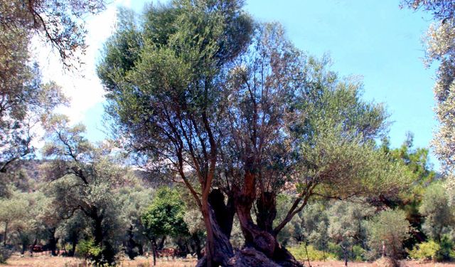 Muğla Odaları ve Borsası'ndan ortak açıklama