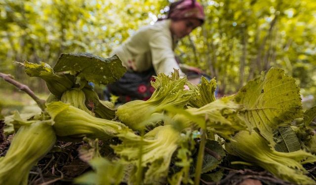 Ordu'da fındık toplamaya rekor başvuru
