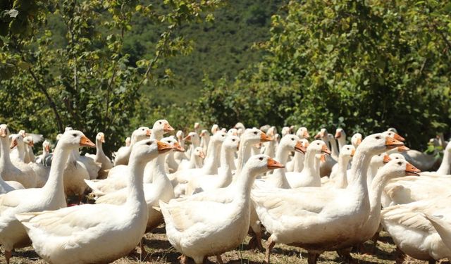 Ordu'da kaz yetiştiriciliği yaygınlaşıyor