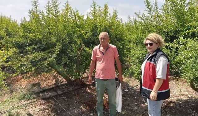 Serik’te nar bahçelerinde biyolojik mücadele öncesi inceleme