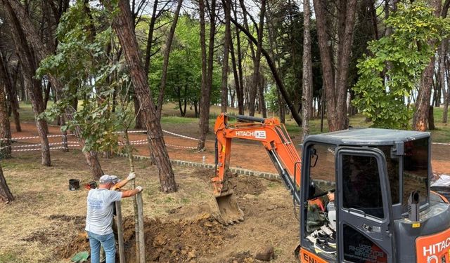 Ünye Çamlık'ta kuruyan ağaçların yerine yenileri dikiliyor