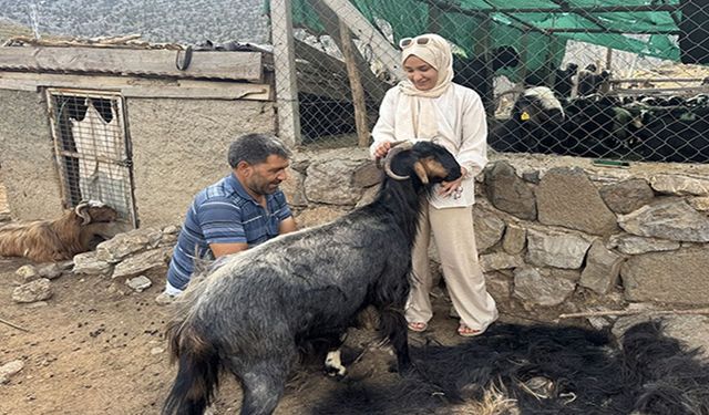 Antalya’da yörüklerin yüzyıllık geleneği yaşatılıyor: Kıl kırkımı