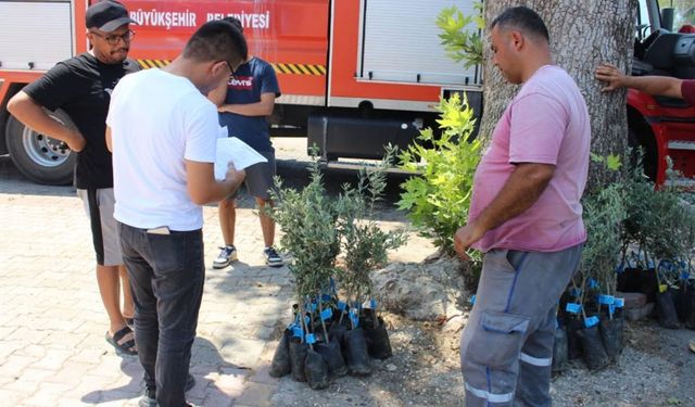 Antalya'lı üreticiye zeytin fidanı desteği!