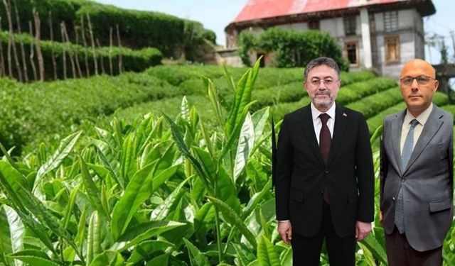 Bakan Yumaklı, BHA'ya konuştu;  Çay hasadı....