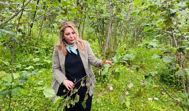 Elvan Işık Gezmiş; Fındık fiyatı tam bir fiyasko